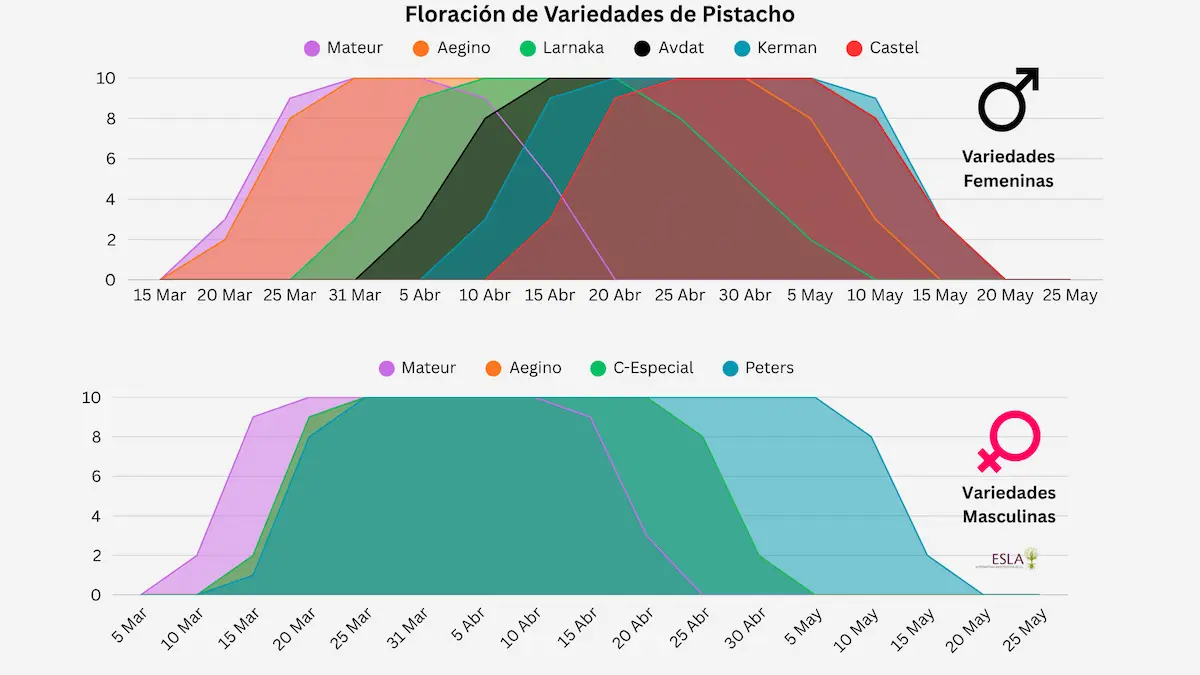 Gráfico de la floración del árbol de pistacho macho y hembra.