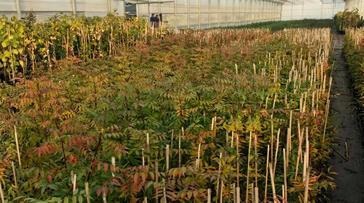 Portainjertos Pistacho UCB1: El Híbrido de Máximo Vigor para Regadío