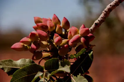 Detalle de planta de pistacho Pistacia vera de 150 cm injertada en los viveros de Agroforestales ESLA en Villalpando.