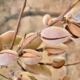 Plantones de almendro de floración tardía