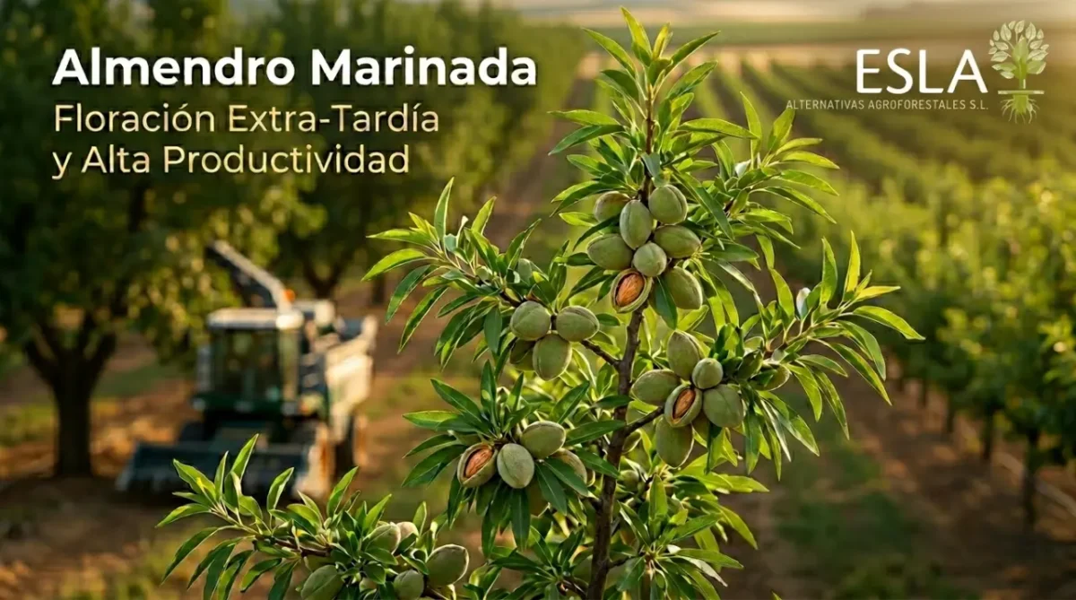 Rama cargada de almendras Marinada en el vivero ESLA de Villalpando, mostrando su floración extra-tardía.