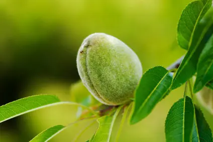 Almendro Guara (Prunus amygdalus var. Guara): La Variedad Líder en Secano