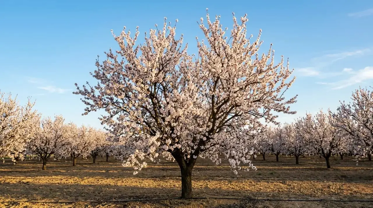 Almendro Vairo: Alta Productividad y Vigor para tu Plantación