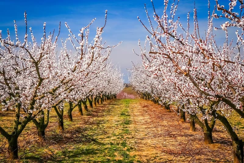 Control Orgánico de Plagas en Almendros: Guía para una Producción Sostenible