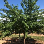 arbol de almendro vairo gran productividad