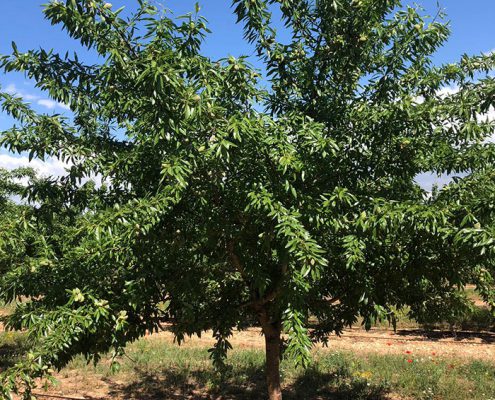 arbol de almendro vairo gran productividad