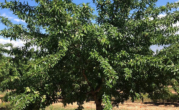 arbol de almendro vairo gran productividad