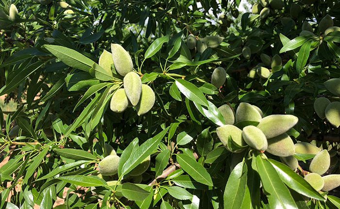 fruto y hojas de almendro Vairo de floración tardía