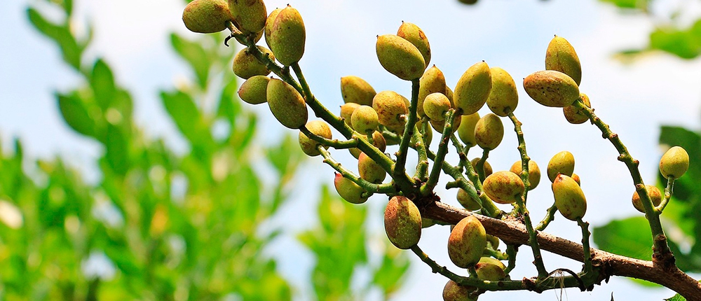Planta de pistacho