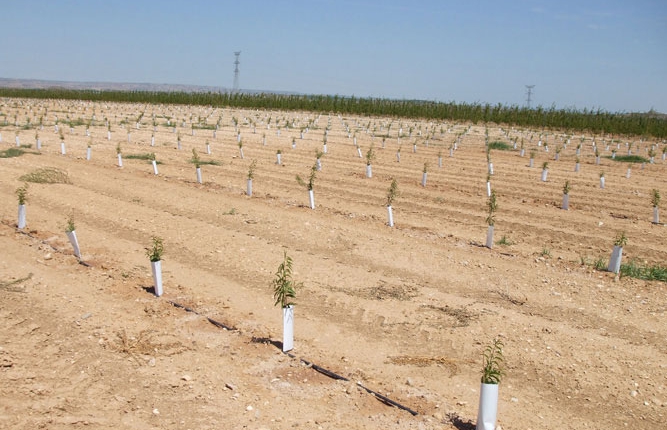Cómo plantar almendros de forma correcta