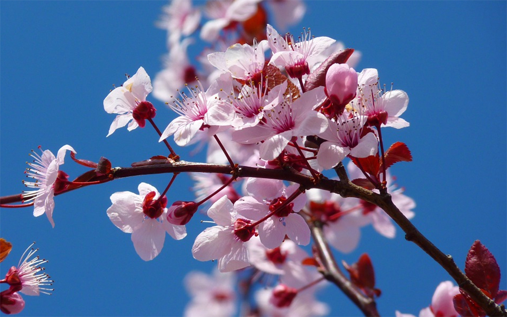 Cómo plantar un cerezo paso a paso - Agroforestales ESLA