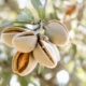 Cómo podar un almendro