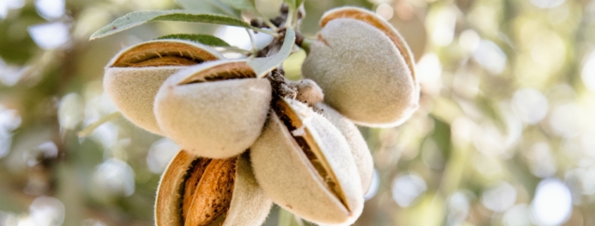 Cómo podar un almendro