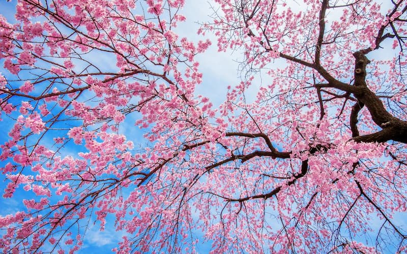 Árbol del cerezo florecido como ejemplo de cómo podar árboles frutales