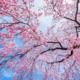 Árbol del cerezo florecido como ejemplo de cómo podar árboles frutales