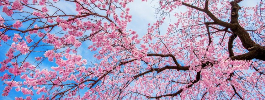 Árbol del cerezo florecido como ejemplo de cómo podar árboles frutales