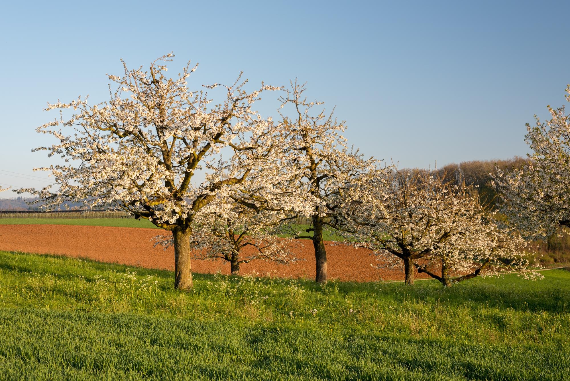 Cómo revitalizar un terreno sin uso agrícola mediante la fertilización orgánica
