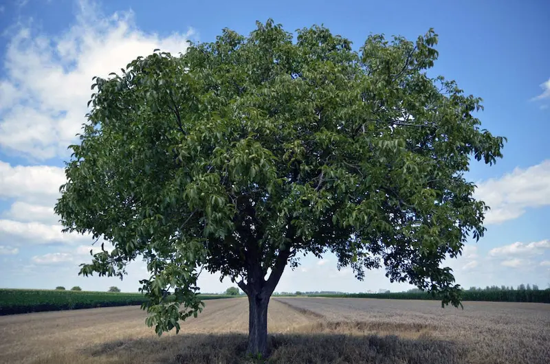 Producción de madera de nogal híbrido en Castilla y León