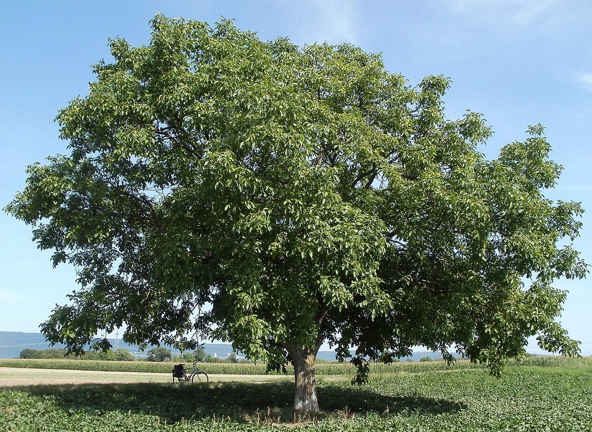 Plantar un nogal: una guía paso a paso para plantar y cuidar tus propios árboles
