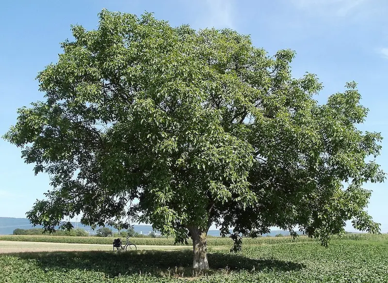 Plantar un nogal: una guía paso a paso para plantar y cuidar tus propios árboles