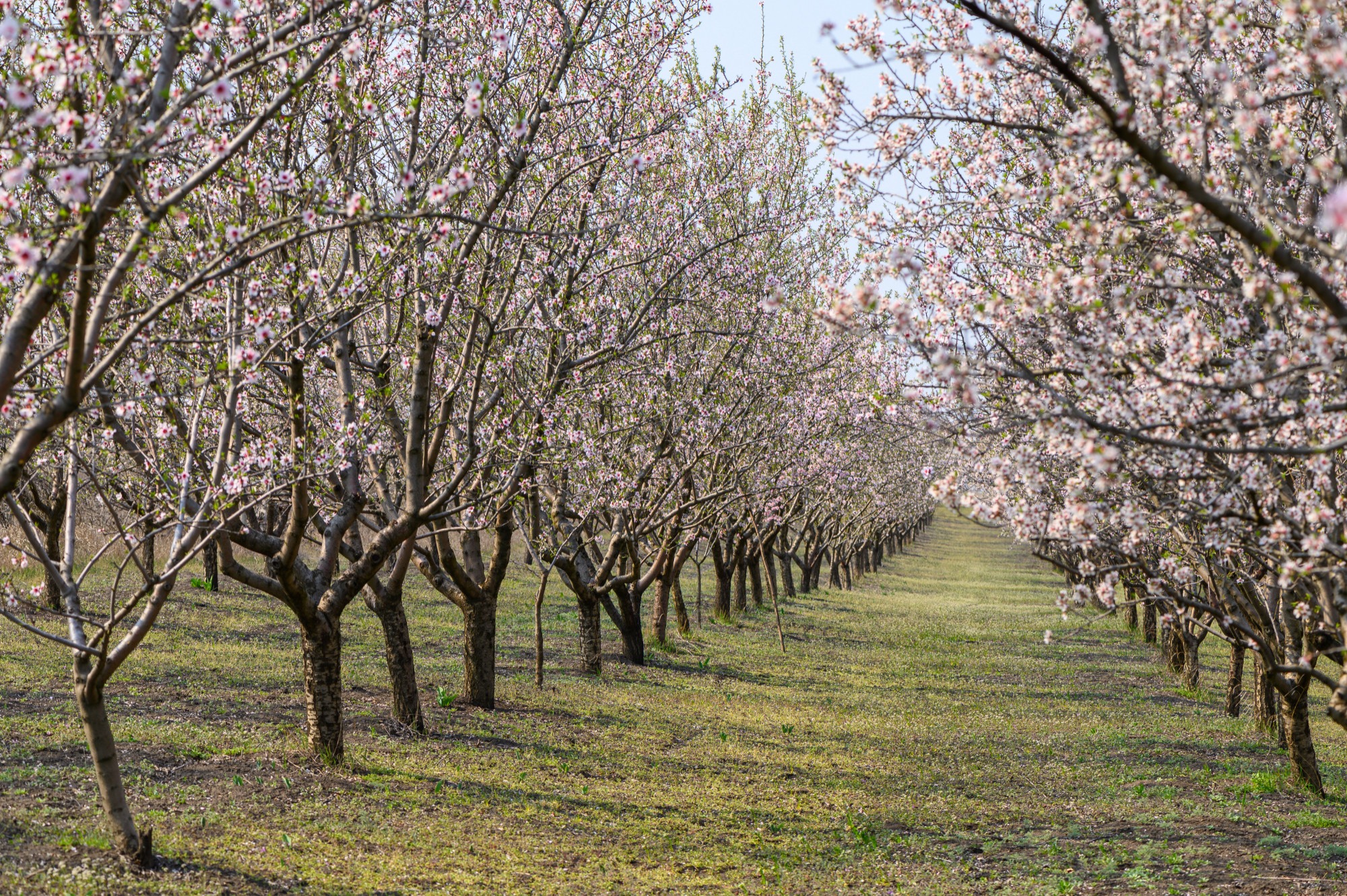 La importancia de los estudios económicos agroforestales para el cultivo del almendro