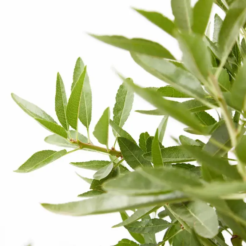 Planta de almendro Guara injertada Agroforestales Esla