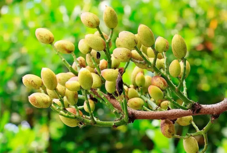 Cómo cultivar pistachos