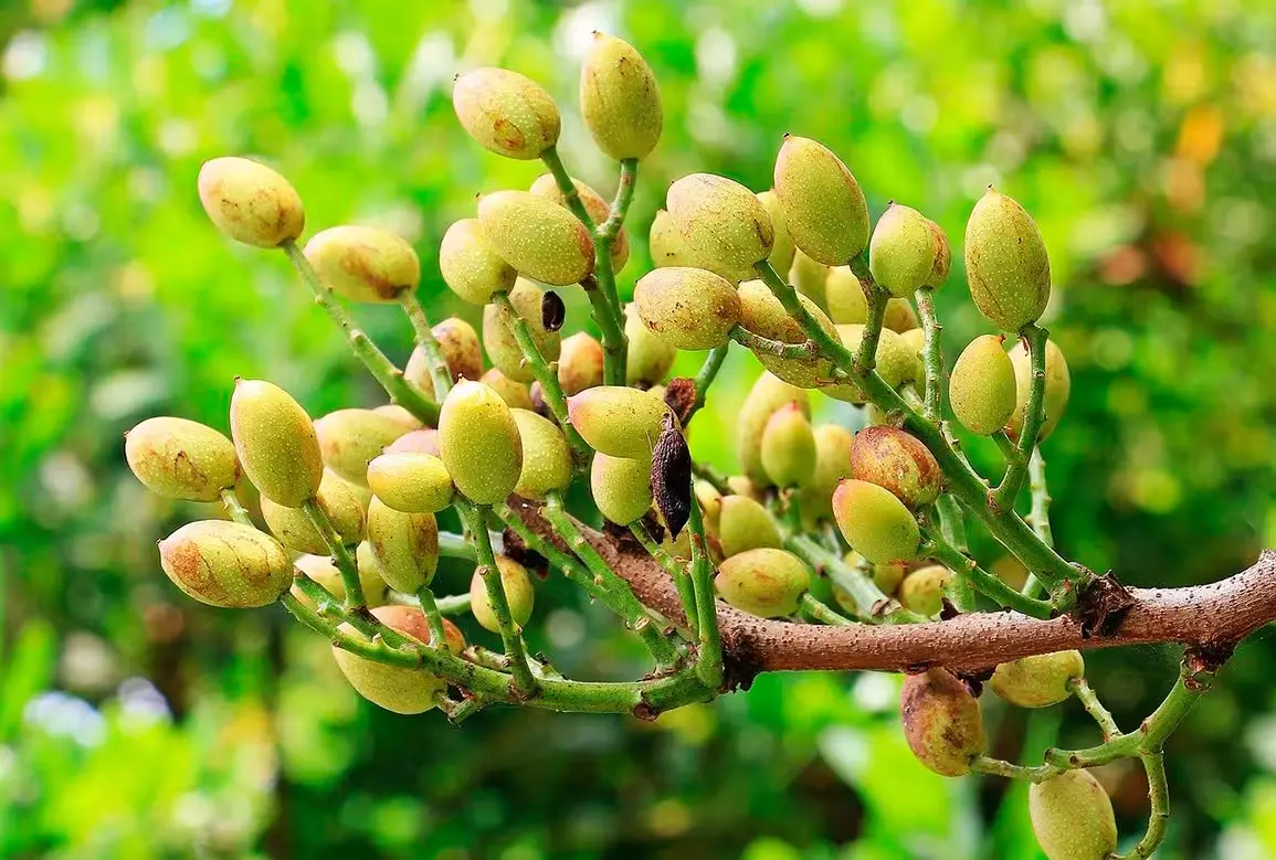 Nuevo proyecto ESLA: Planta de procesado del pistacho